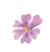 flower 11